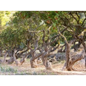 ΣΑΠΟΥΝΙ με Μαστίχα Χίου 125gr