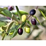 ΣΑΠΟΥΝΙ Ελιά και Φασκόμηλο 125gr ΣΑΠΟΥΝΙ Ελιά και Φασκόμηλο 125gr