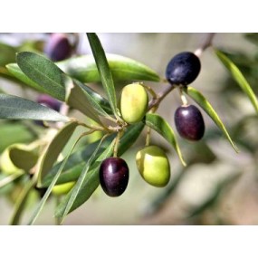 ΣΑΠΟΥΝΙ Ελιά και Φασκόμηλο 125gr